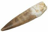 Fossil Plesiosaur (Zarafasaura) Tooth - Morocco #231087-1